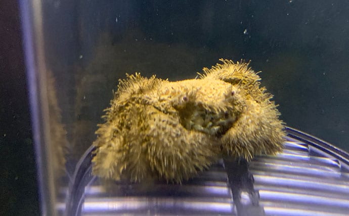 毛深くて可愛いけど絶対に食べてはいけない<ケブカガニ> 有毒カニは爪先が黒い?