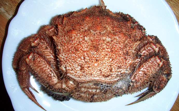 毛深くて可愛いけど絶対に食べてはいけない<ケブカガニ> 有毒カニは爪先が黒い?
