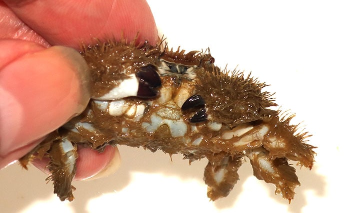 毛深くて可愛いけど絶対に食べてはいけない<ケブカガニ> 有毒カニは爪先が黒い?