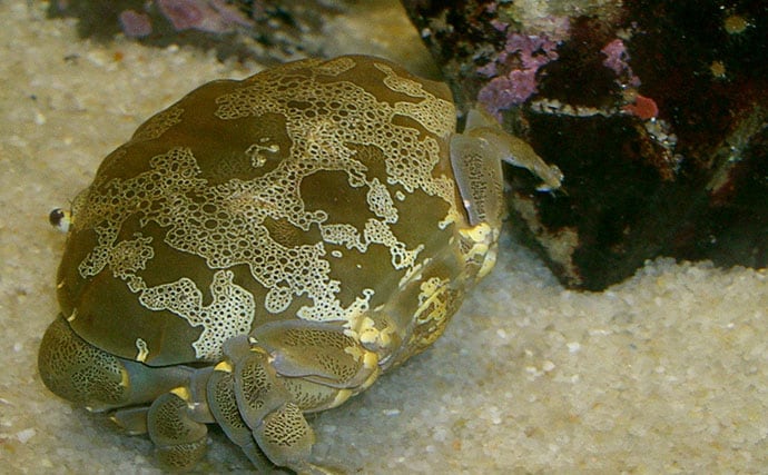 毛深くて可愛いけど絶対に食べてはいけない<ケブカガニ> 有毒カニは爪先が黒い?