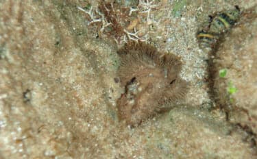 毛深くて可愛いけど絶対に食べてはいけない＜ケブカガニ＞　有毒カニは爪先が黒い？