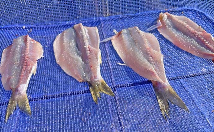 堤防ライトルアー釣りでカマス4尾【千葉・富浦新港】ただ巻きとシャクリ織り混ぜ手中