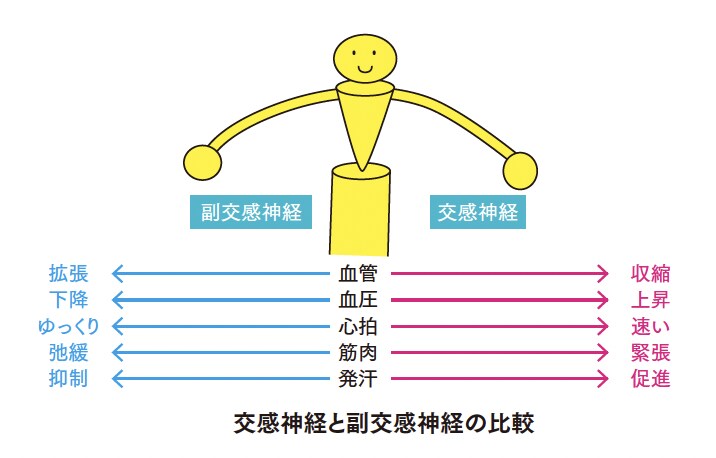 交感神経と副交感神経の比較【背骨コンディショニング】