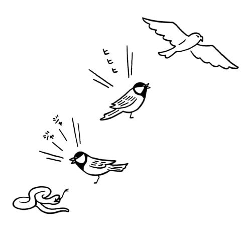 シジュウカラは天敵に応じて異なる警戒音を発する。タカに対しては「ヒヒヒ」、ヘビに対しては「ジャージャー」と鳴く。