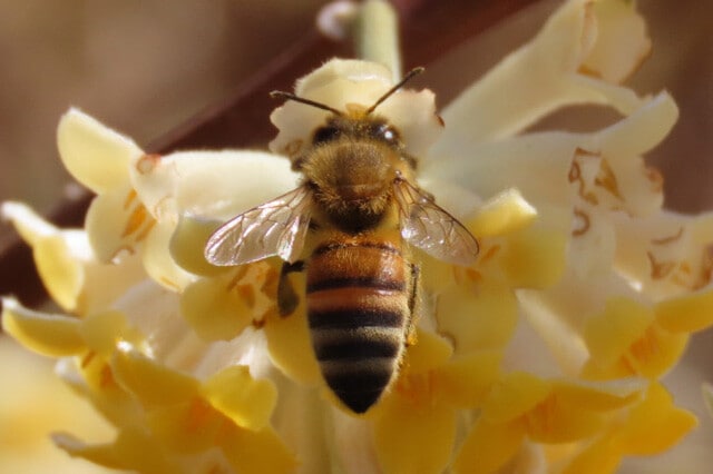 ミツバチはエサ場を見つけると、巣に戻って8の字を描くようにダンスする。ダンスの回数はエサ場が近いほど多くなり、ダンスに含まれる直進運動によってエサ場の方向を示す。