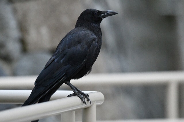 街中で見かけるハシブトガラスに対し、写真のハシボソガラスは農耕地や田園地帯に棲息する。名前の通りくちばしが細い。