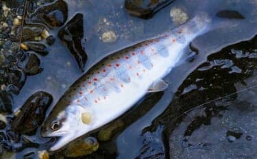 田村川での渓流エサ釣りで35cmニジマスと対面【滋賀】エン堤の壁際でヒット！