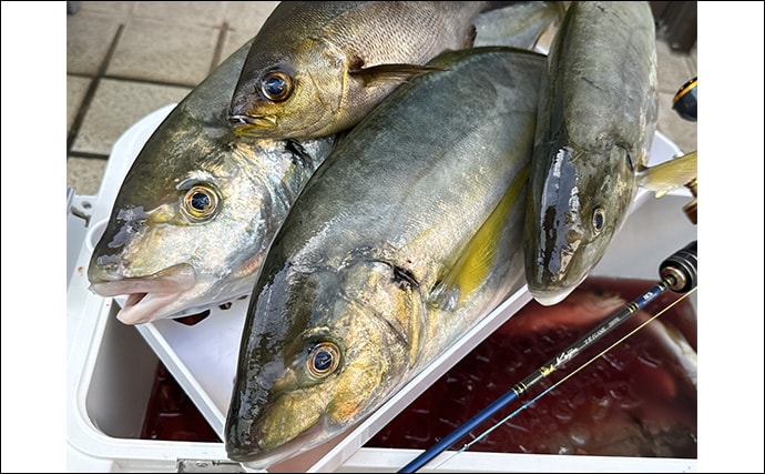 「シンプルが一番！」大原イサキ船で狙うシマアジ仕掛けを徹底解説　船上トラブル回避が釣果伸ばす秘訣？