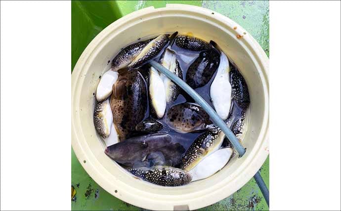 カットウフグ釣りで1.3kg良型ヒガンフグ手中【愛知・おざき丸】自作の特エサが的中？