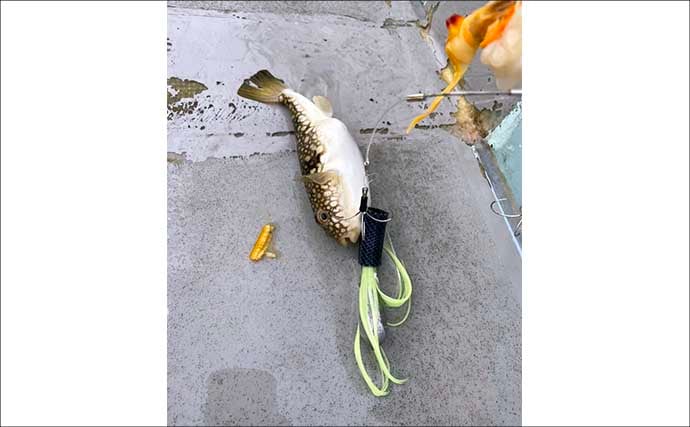 カットウフグ釣りで1.3kg良型ヒガンフグ手中【愛知・おざき丸】自作の特エサが的中？