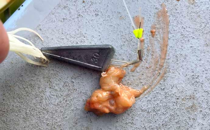 カットウフグ釣りで1.3kg良型ヒガンフグ手中【愛知・おざき丸】自作の特エサが的中？