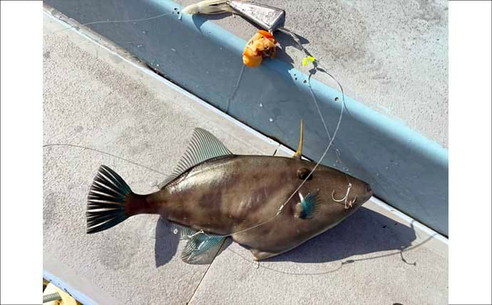 カットウフグ釣りで1.3kg良型ヒガンフグ手中【愛知・おざき丸】自作の特エサが的中？