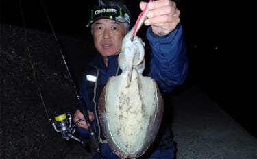 堤防から1kg級モンゴウイカ手中！【熊本】派手なシャクリからの長めステイでヒット