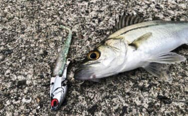 陸っぱりヒラメゲームのついでにシーバスを狙ったら入れ食い! 使用ルアーは『IJ16』のみ