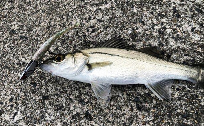 陸っぱりヒラメゲームのついでにシーバスを狙ったら入れ食い！　使用ルアーは『IJ16』のみ