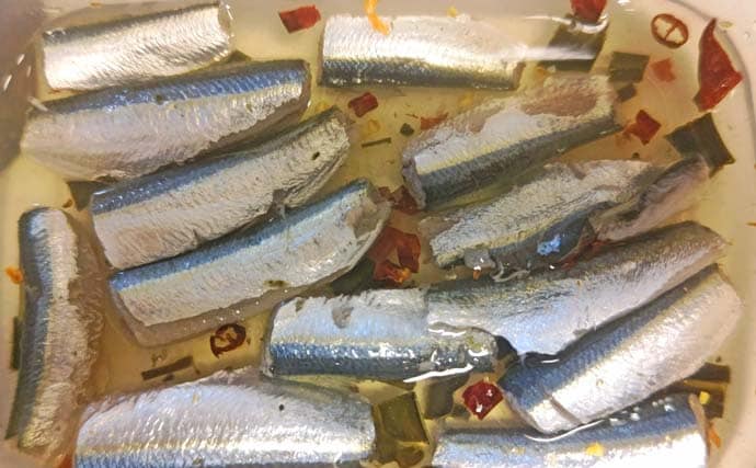 サビキ釣りに切り替えてサッパ12尾キャッチ【千葉・相浜港】クロダイ狙いはフグ猛攻で苦戦