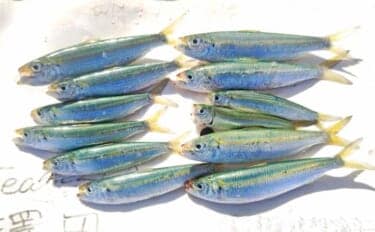 サビキ釣りに切り替えてサッパ12尾キャッチ【千葉・相浜港】クロダイ狙いはフグ猛攻で苦戦