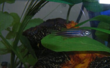 魚が水中でバランスをとる仕組みとは? 体を曲げることで姿勢を維持することが明らかに