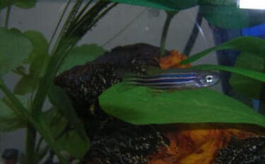 魚が水中でバランスをとる仕組みとは? 体を曲げることで姿勢を維持することが明らかに