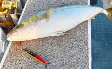 無風ベタナギのオフショアジギングでワラサ浮上【愛知・師崎沖】鳥山を追って2匹手中