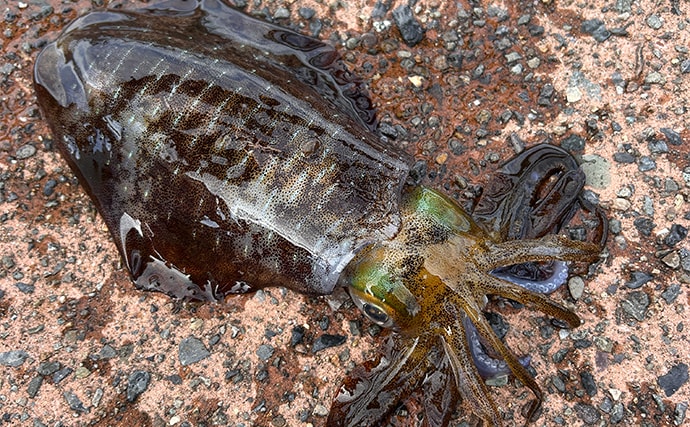 ヤエン釣りで1日中アオリイカがアタリっぱなし！【福井】水中はまだまだシーズン盛期？