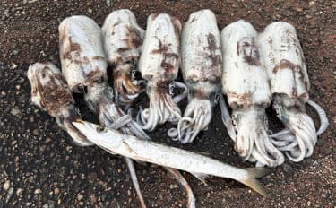 ヤエン釣りで1日中アオリイカがアタリっぱなし!【福井】水中はまだまだシーズン盛期?