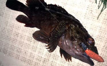 伊勢湾奥ナイトボートゲームでカサゴ全員ツ抜け達成【三重】セイゴ&キジハタも好反応