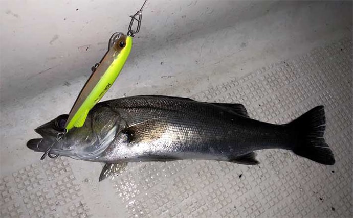 伊勢湾奥ナイトボートゲームでカサゴ全員ツ抜け達成【三重】セイゴ＆キジハタも好反応