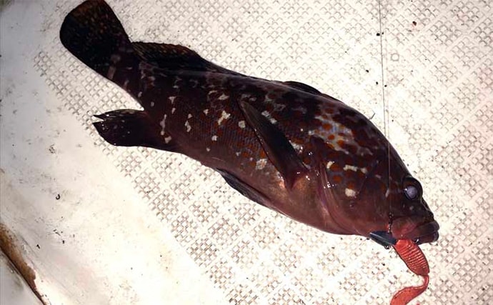 伊勢湾奥ナイトボートゲームでカサゴ全員ツ抜け達成【三重】セイゴ＆キジハタも好反応