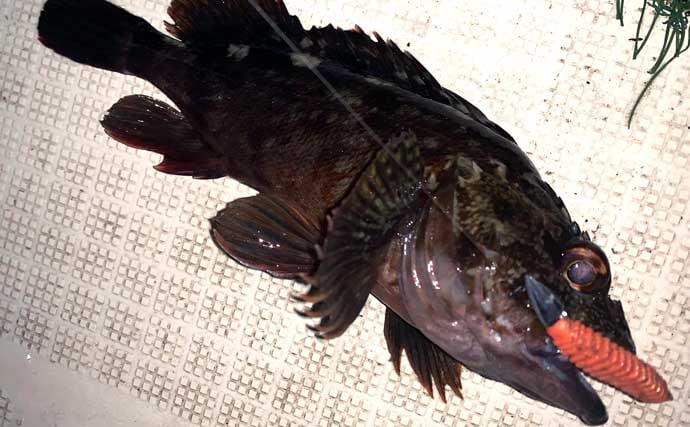 伊勢湾奥ナイトボートゲームでカサゴ全員ツ抜け達成【三重】セイゴ＆キジハタも好反応