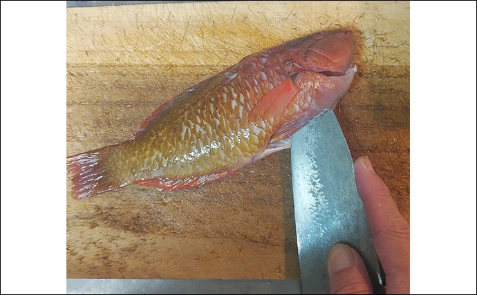 釣りのゲスト魚「ササノハベラ」の素焼きレシピ 新鮮さが美味さの条件
