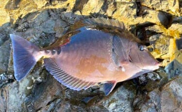 磯釣りの外道代表『サンノジ』を食べてみた　刺身ではなく揚げ物がオススメ