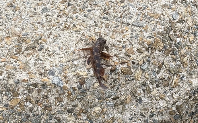 「青物狙いLSJは朝マヅメが超重要！」日中にかけて釣り方はどう変わってくる？