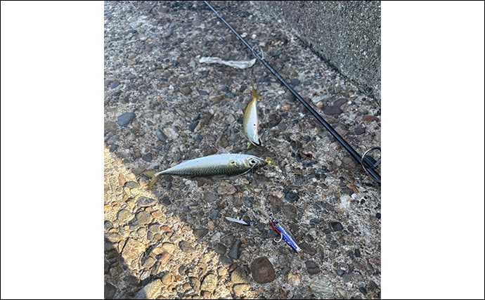 「青物狙いLSJは朝マヅメが超重要！」日中にかけて釣り方はどう変わってくる？