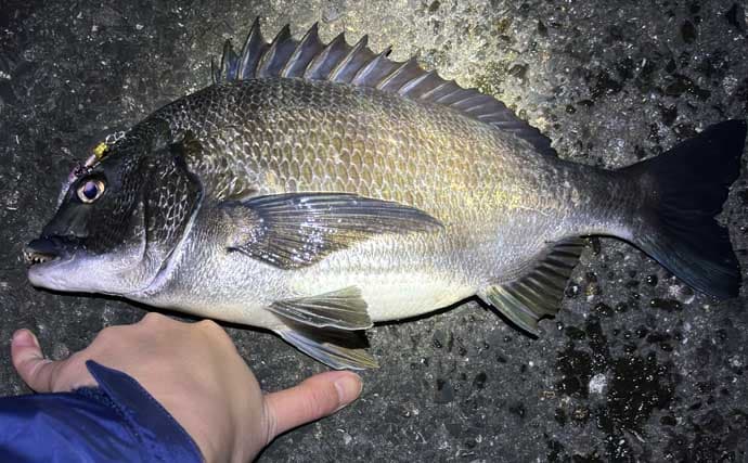 春の「ノッコミパターン」チニング攻略解説　入門に最適な時期！