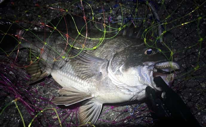 春の「ノッコミパターン」チニング攻略解説　入門に最適な時期！