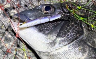 春の「ノッコミパターン」チニング攻略解説　入門に最適な時期！