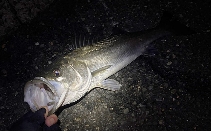 陸っぱりチニング釣行で本命不発も60cm級シーバス【大阪湾】チヌは低水温嫌って不在か？
