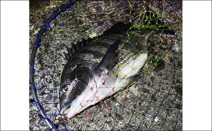 陸っぱりチニング釣行で本命不発も60cm級シーバス【大阪湾】チヌは低水温嫌って不在か？