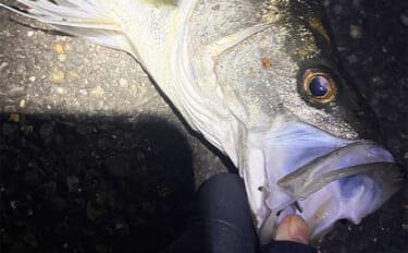 陸っぱりチニング釣行で本命不発も60cm級シーバス【大阪湾】チヌは低水温嫌って不在か？