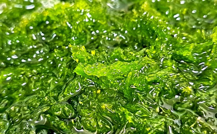 ブランド海苔「四万十川の青のり」に深刻な不漁続く　陸上養殖が対策の決め手か？