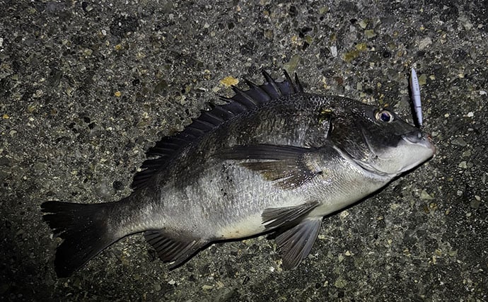 女性向け「チニング入門のススメ」 夜釣りではなく【まずは日中から】始めよう