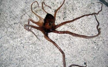 「これからがベストシーズン!」 スッテ&エギングで狙うテナガダコ釣り