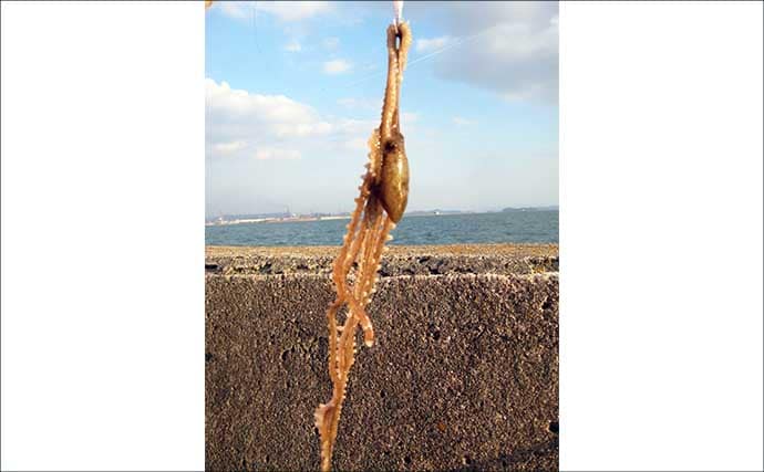 「これからがベストシーズン！」 スッテ＆エギングで狙うテナガダコ釣り