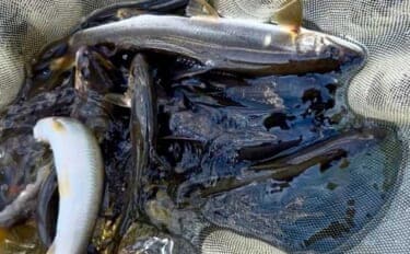 「トモ釣りも鮎ルアーも両方楽しむ!」相模川自由区のリレー釣行で18尾手中【神奈川】