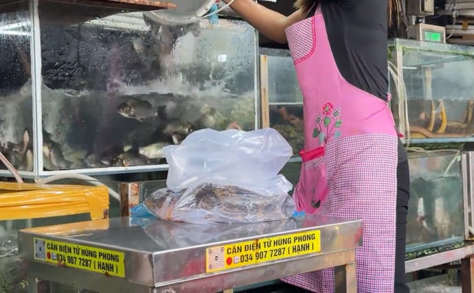 80cmにもなる世界最大のハゼ『ゴビー』　超絶美味だけど泣く子も黙る高級魚？