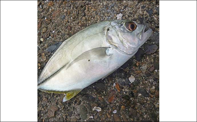 南伊勢エリアのライトソルトゲームで20目達成！【三重】オオモンハタやギンガメアジが爆釣