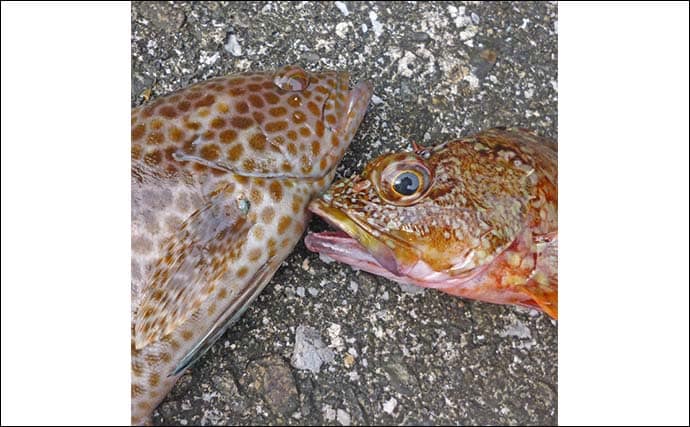 南伊勢エリアのライトソルトゲームで20目達成！【三重】オオモンハタやギンガメアジが爆釣