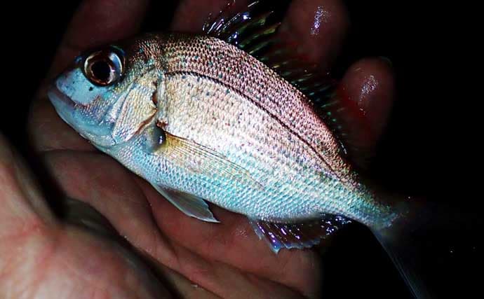 冬のアジングでツ抜け達成も苦戦続き【三重・紀北町】明暗攻略で何とか本命確保