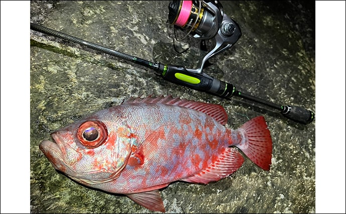 伊豆諸島ブッコミ釣りのススメ 【魅力・タックル・エサ・釣り方・好ポイントを解説】